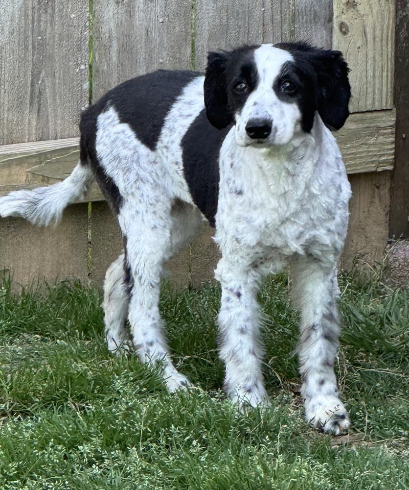 Bingo, a Adoptable mixed breed in Lancaster, PA image 5/6