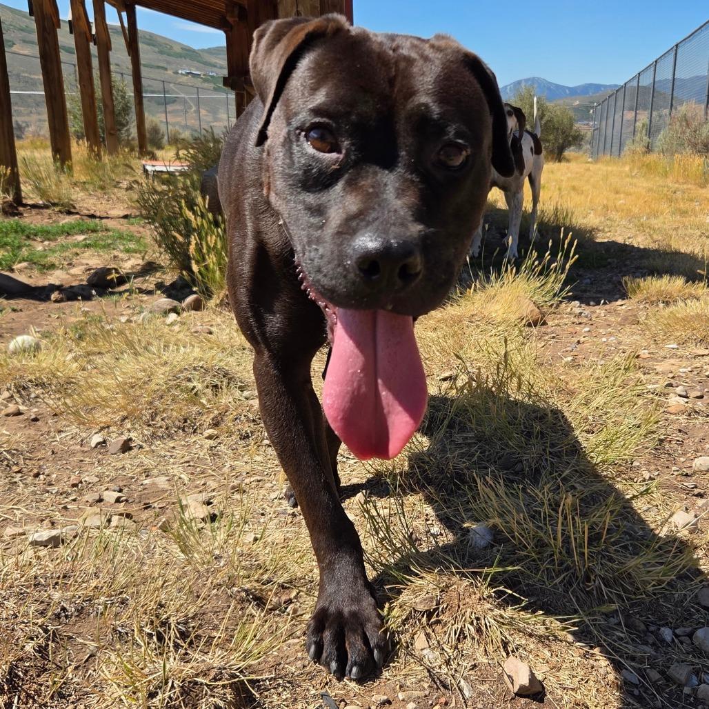 Lily, Adoptable, Adult Female Mixed Breed.