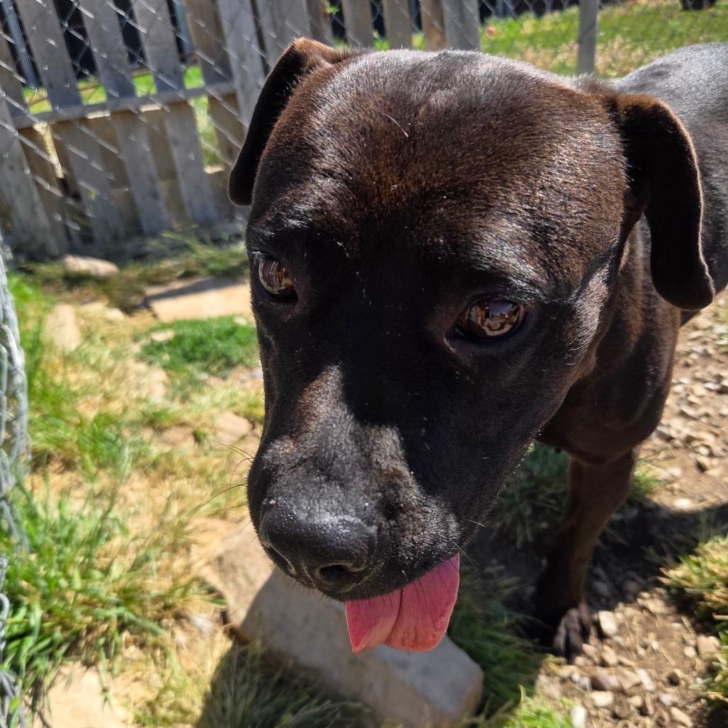 Lily, a Adoptable Mixed Breed in Park City, UT image 2/6
