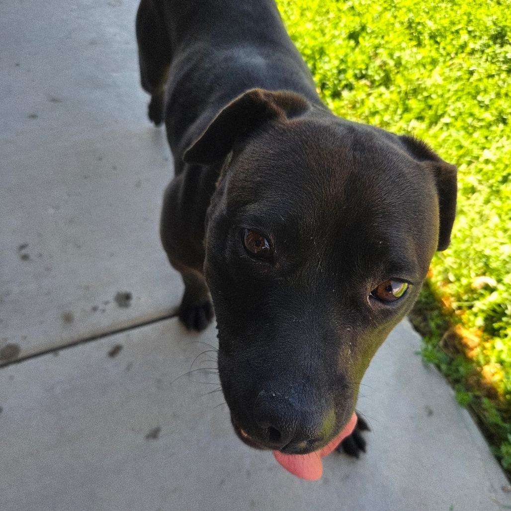 Lily, a Adoptable Mixed Breed in Park City, UT image 3/6
