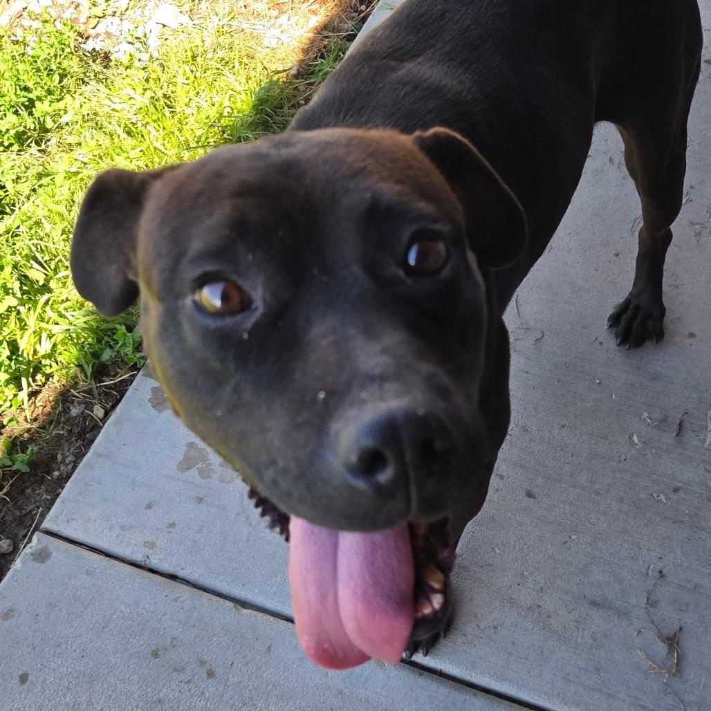 Lily, a Adoptable Mixed Breed in Park City, UT image 4/6