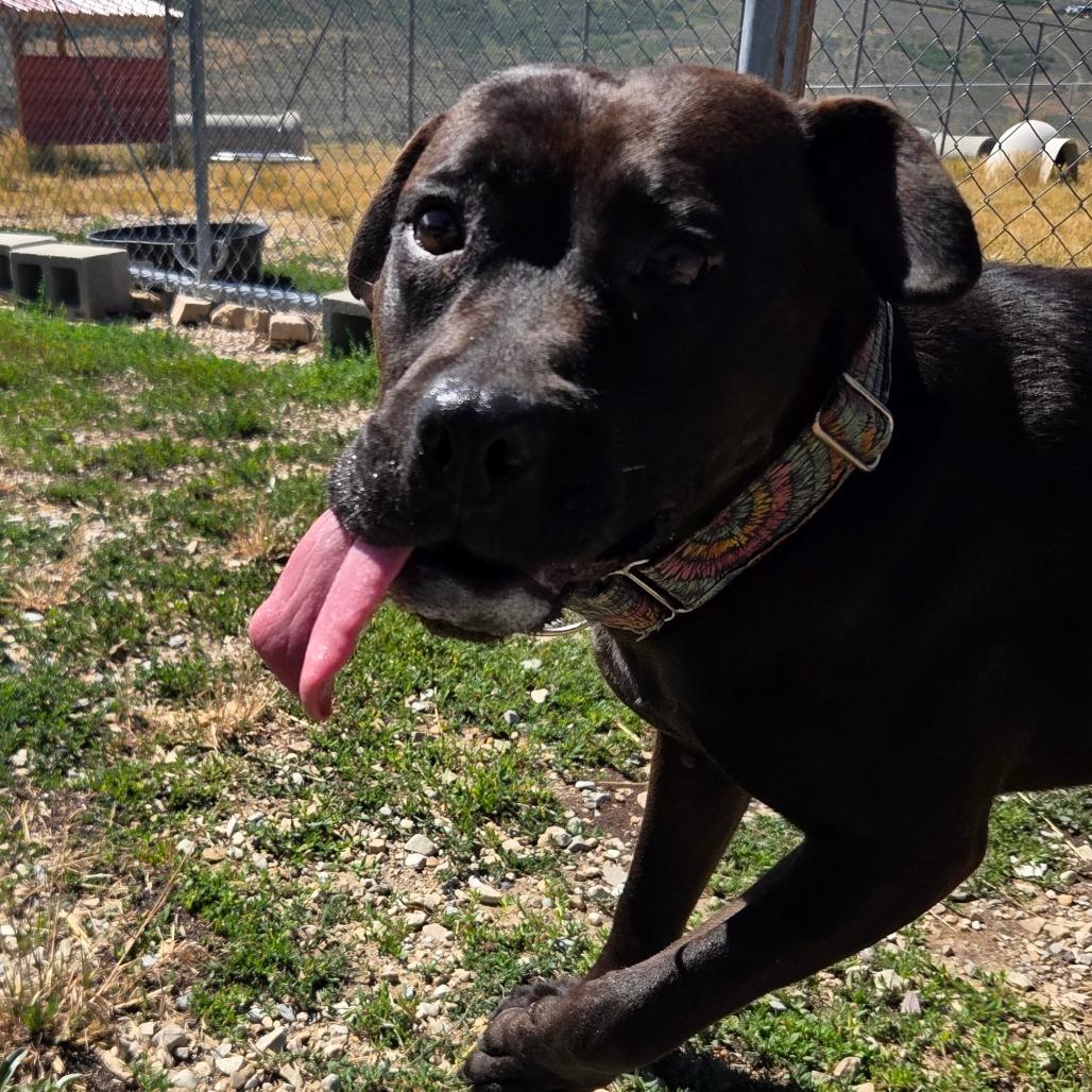 Lily, a Adoptable Mixed Breed in Park City, UT image 5/6