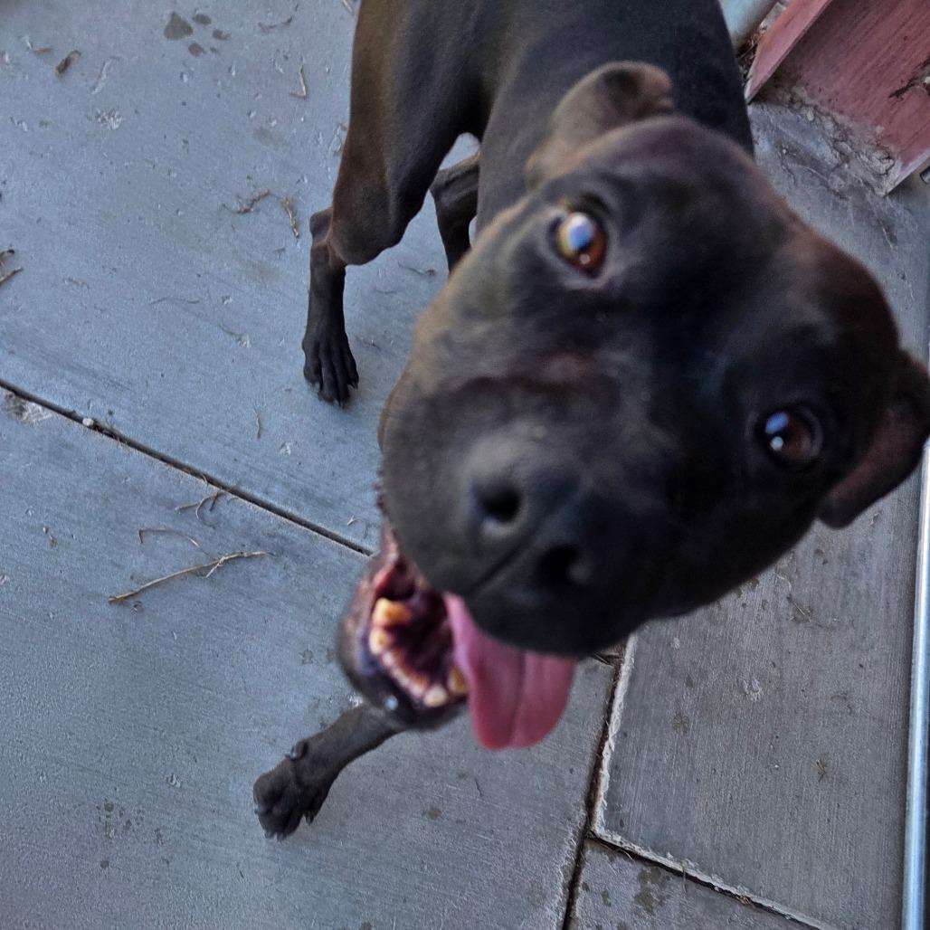 Lily, a Adoptable Mixed Breed in Park City, UT image 6/6