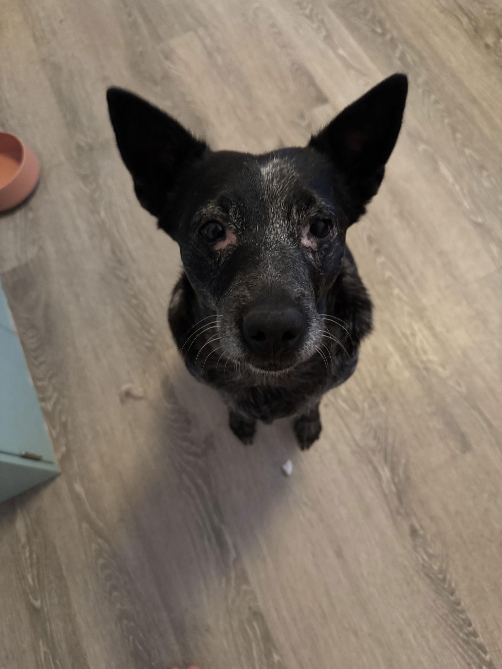 Aria, Adoptable, Adult Female Australian Cattle Dog / Blue Heeler.