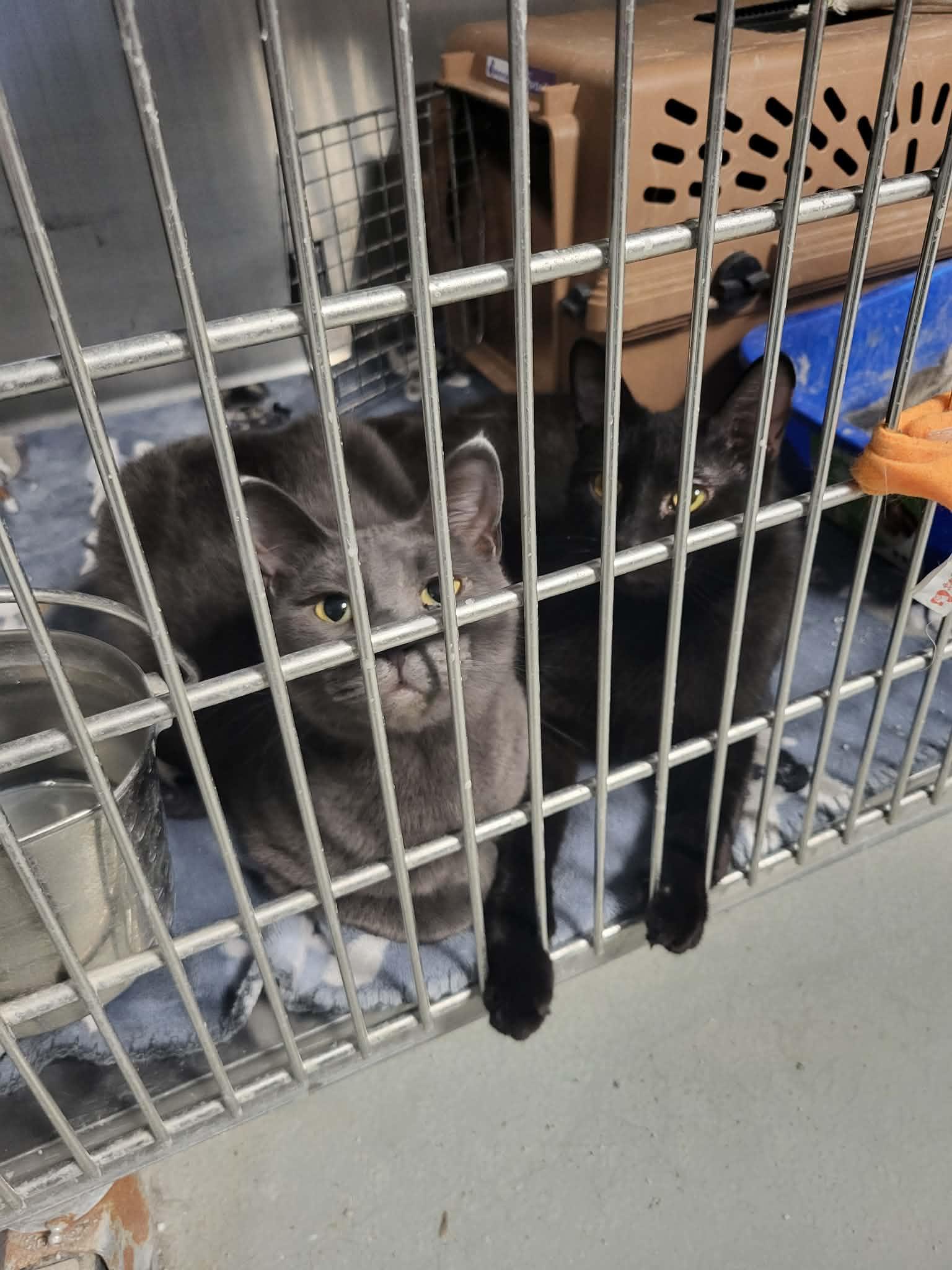 Rebel (Bonded with Desi), Adoptable, Young Male Domestic Short Hair.