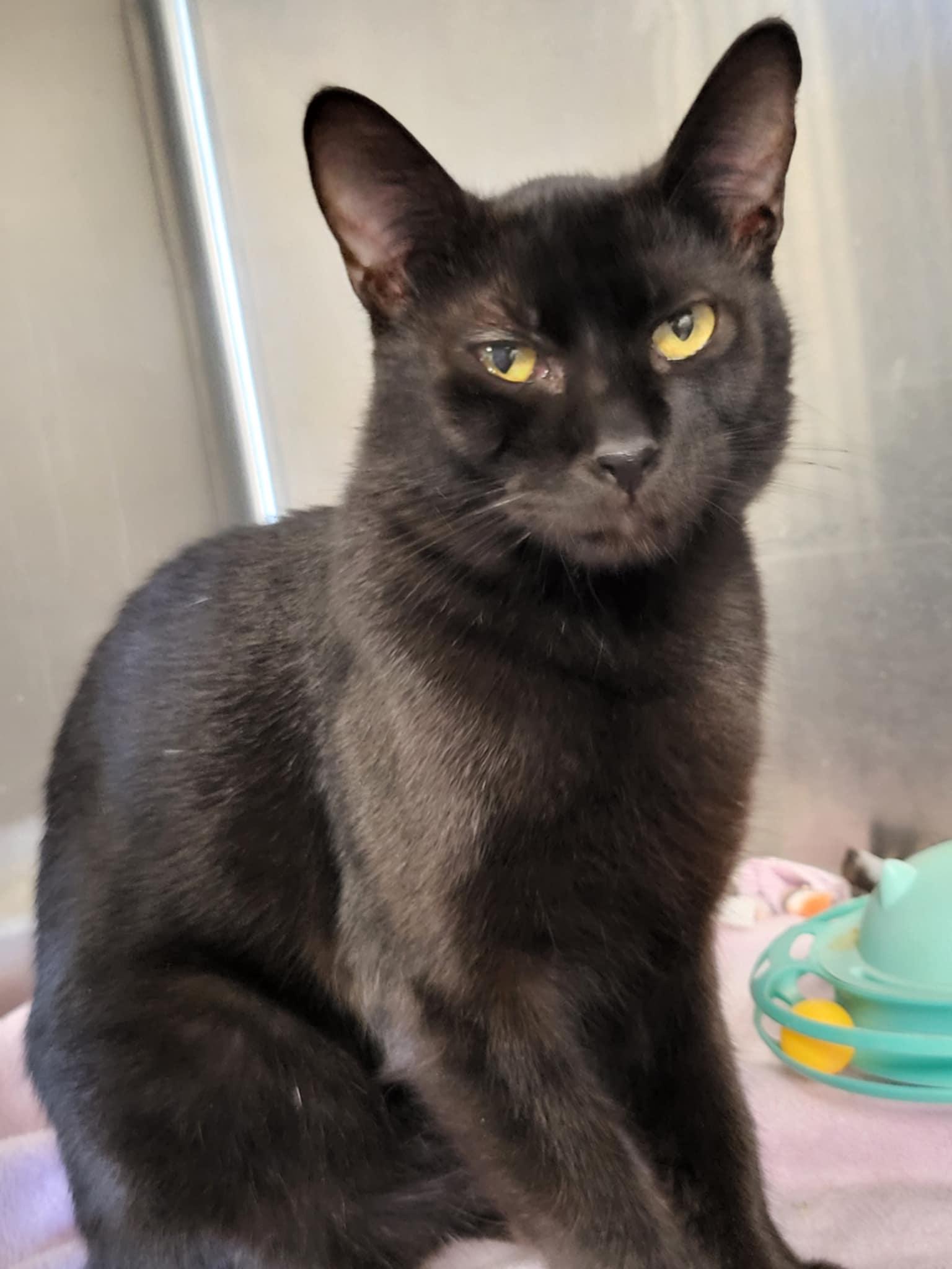 Rebel (Bonded with Desi), a Adoptable Domestic Short Hair in Detroit Lakes, MN image 1/3