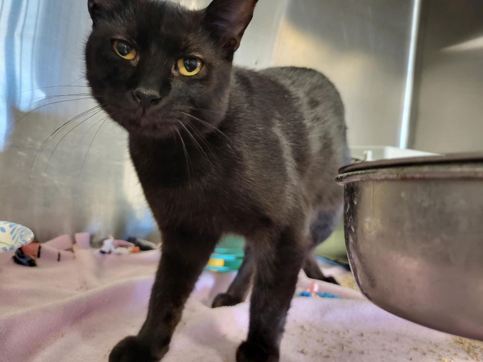 Rebel (Bonded with Desi), a Adoptable Domestic Short Hair in Detroit Lakes, MN image 2/3