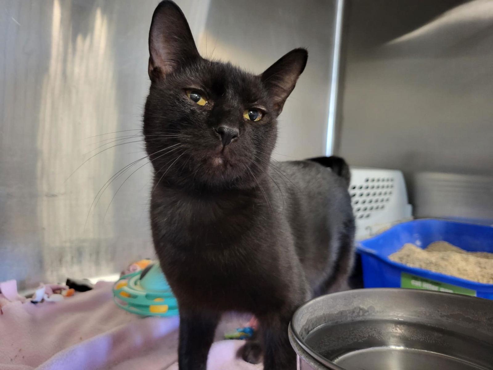 Rebel (Bonded with Desi), a Adoptable Domestic Short Hair in Detroit Lakes, MN image 3/3