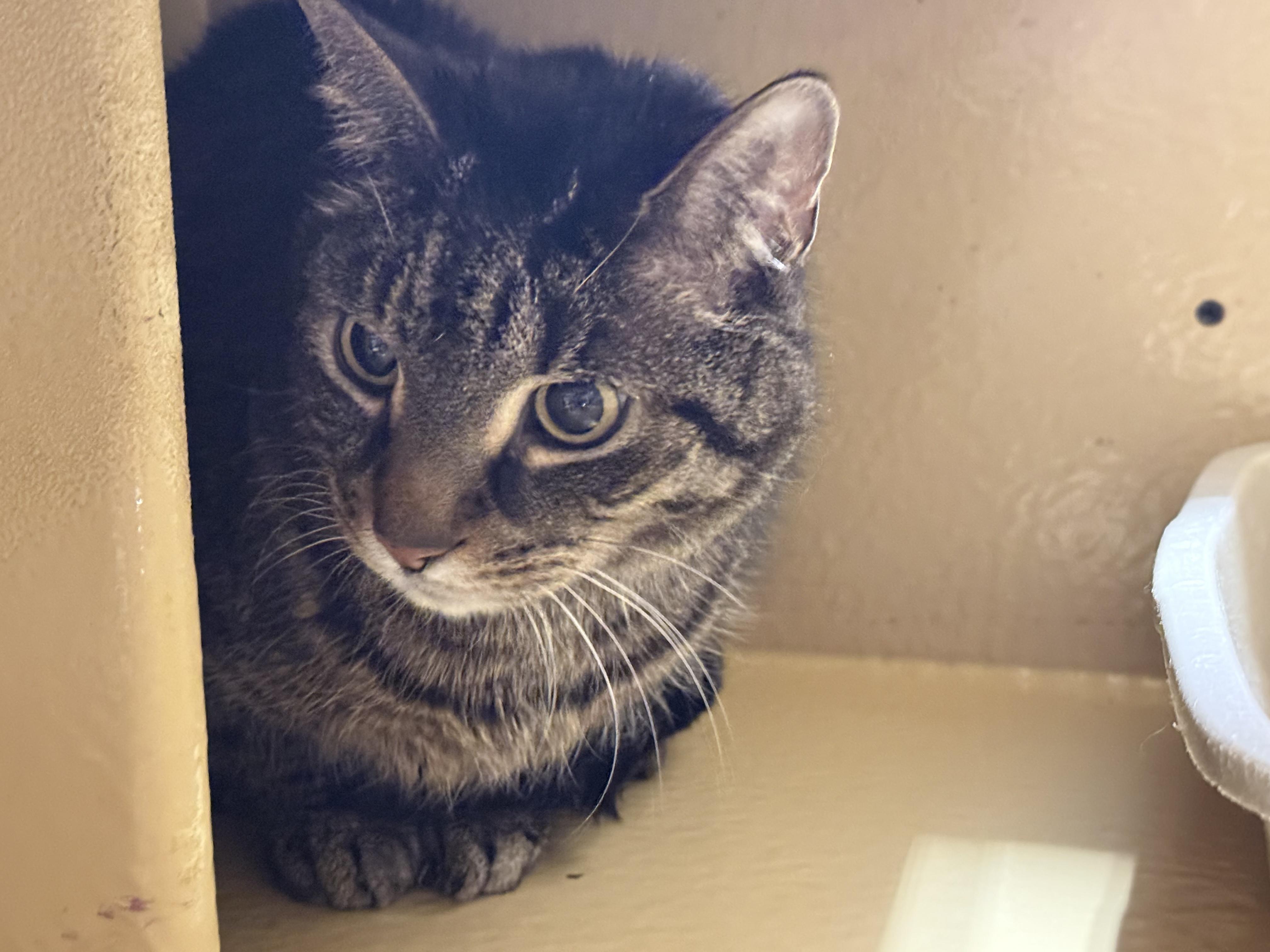 Waldo, ADOPTABLE, Senior Male Domestic Short Hair.