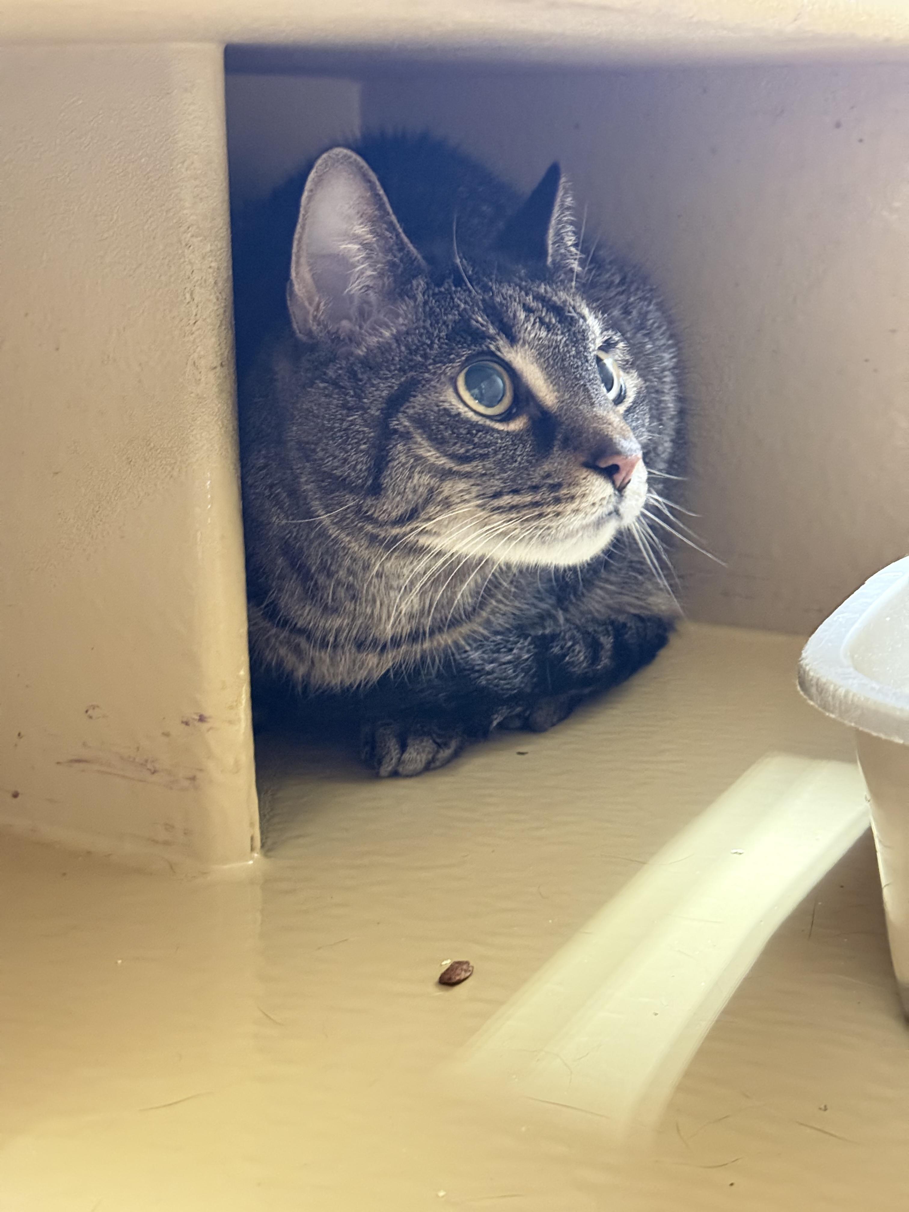 Waldo, a ADOPTABLE Domestic Short Hair in Cambridge, MA image 2/2