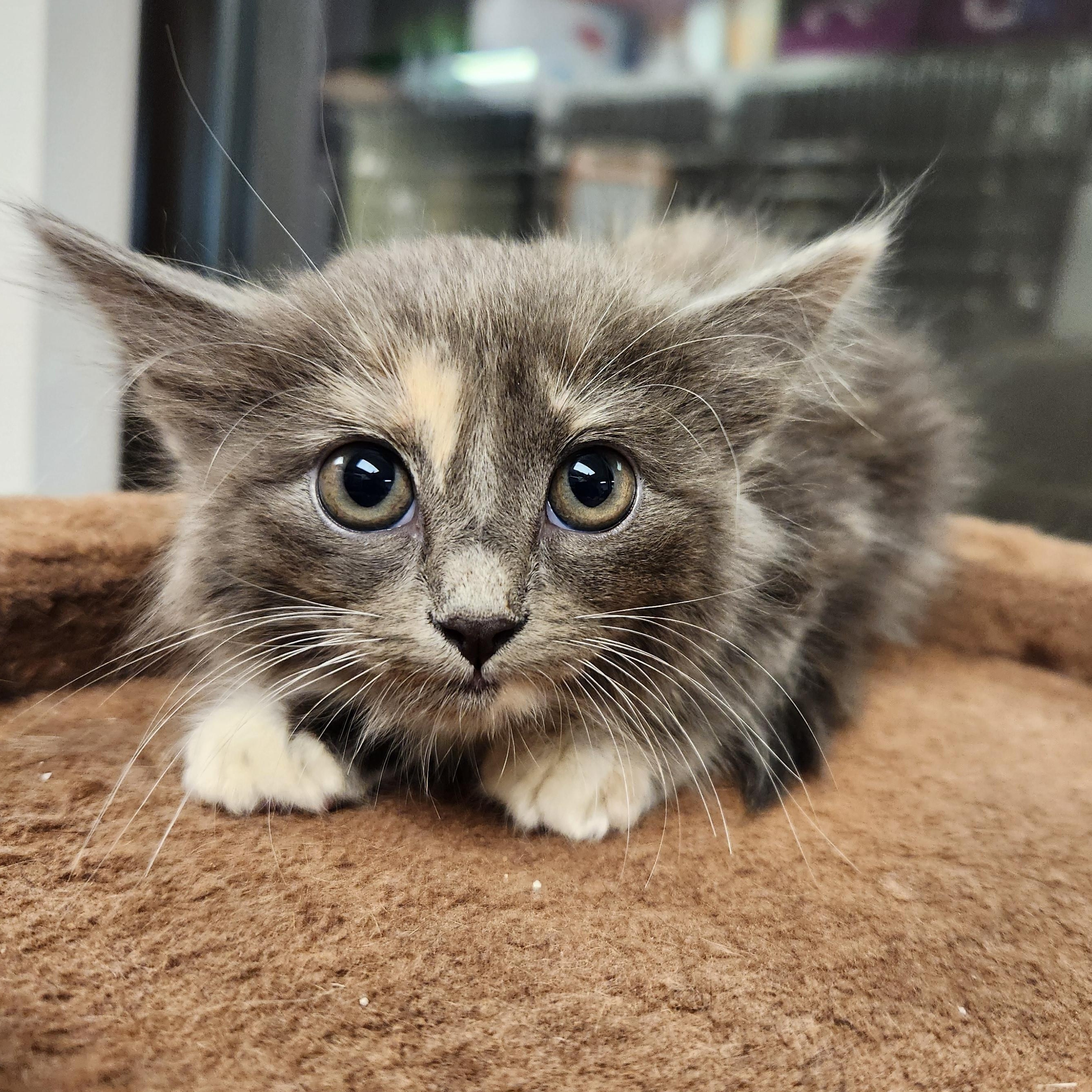Enlarge Abbie, a ADOPTABLE Domestic Medium Hair in Liberty, MO image 1/1