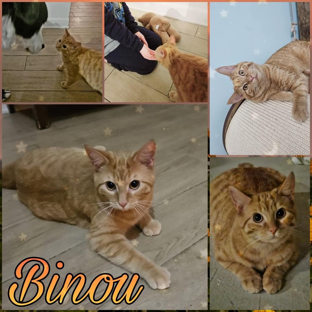 Enlarge Binou, a Adopted Domestic Short Hair in Beloeil, QC image 1/1