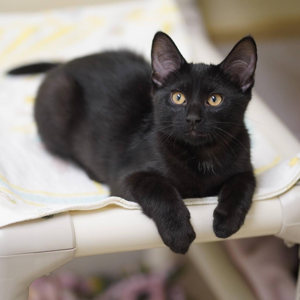 Enlarge Felicia, a Adoptable mixed breed in Naperville, IL image 1/3