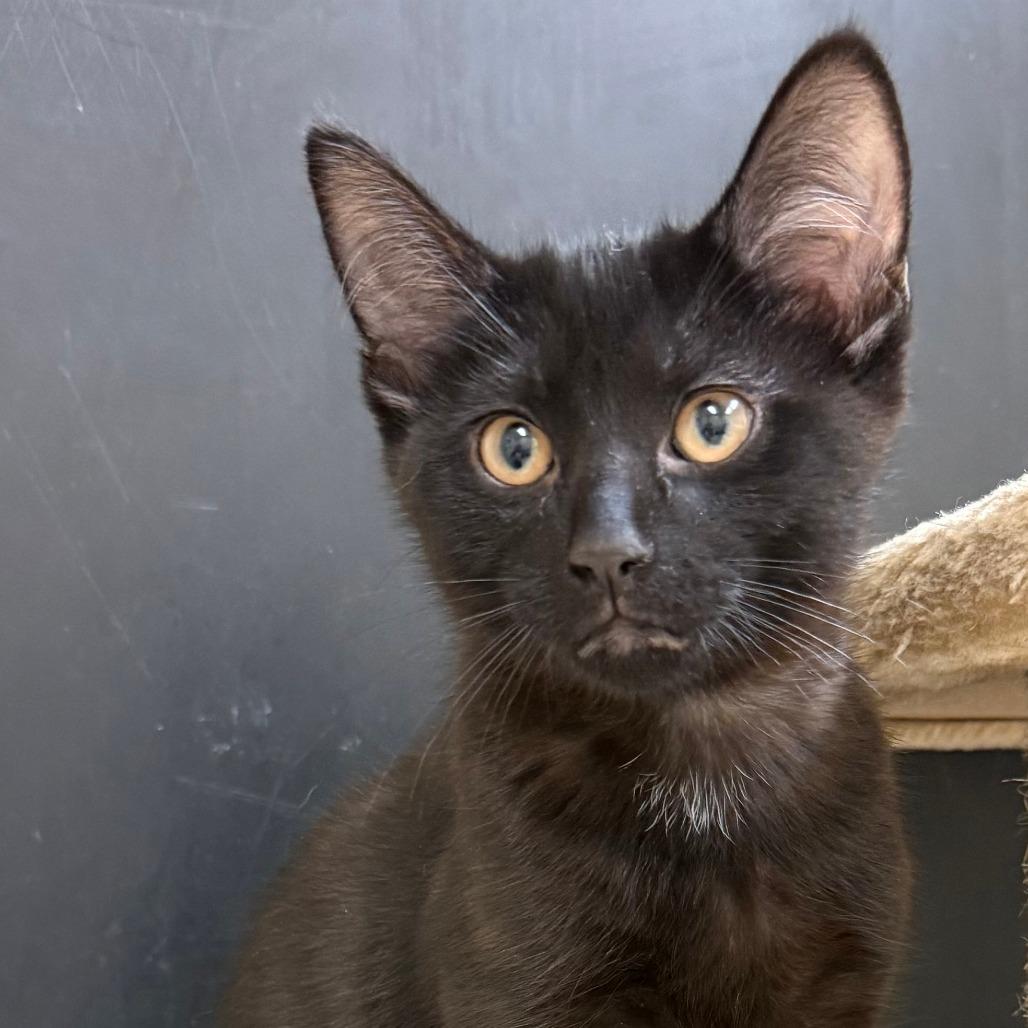 Enlarge Felicia, a Adoptable mixed breed in Naperville, IL image 3/3