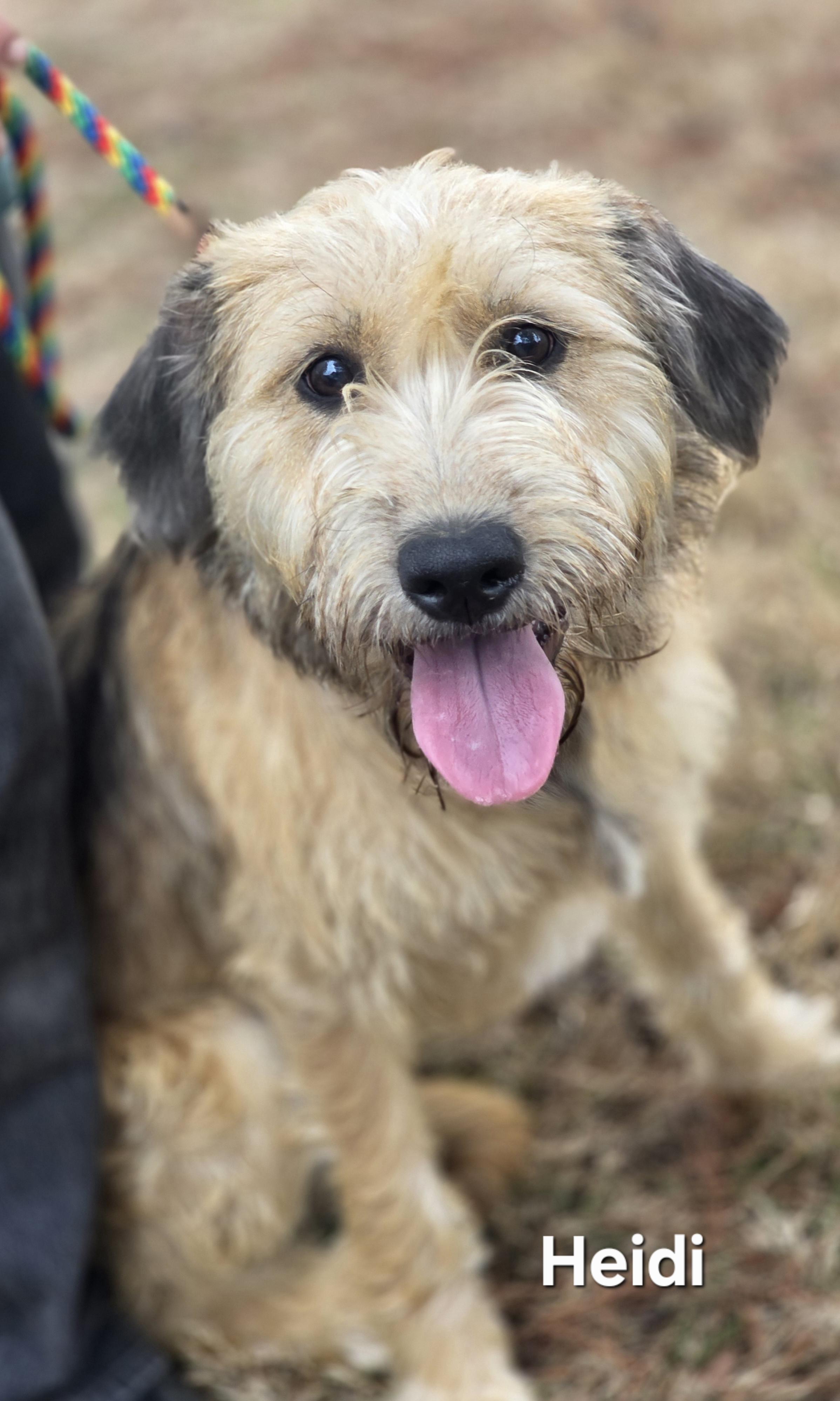 Heidi, an adopted mixed breed in Warren, RI image 4/6