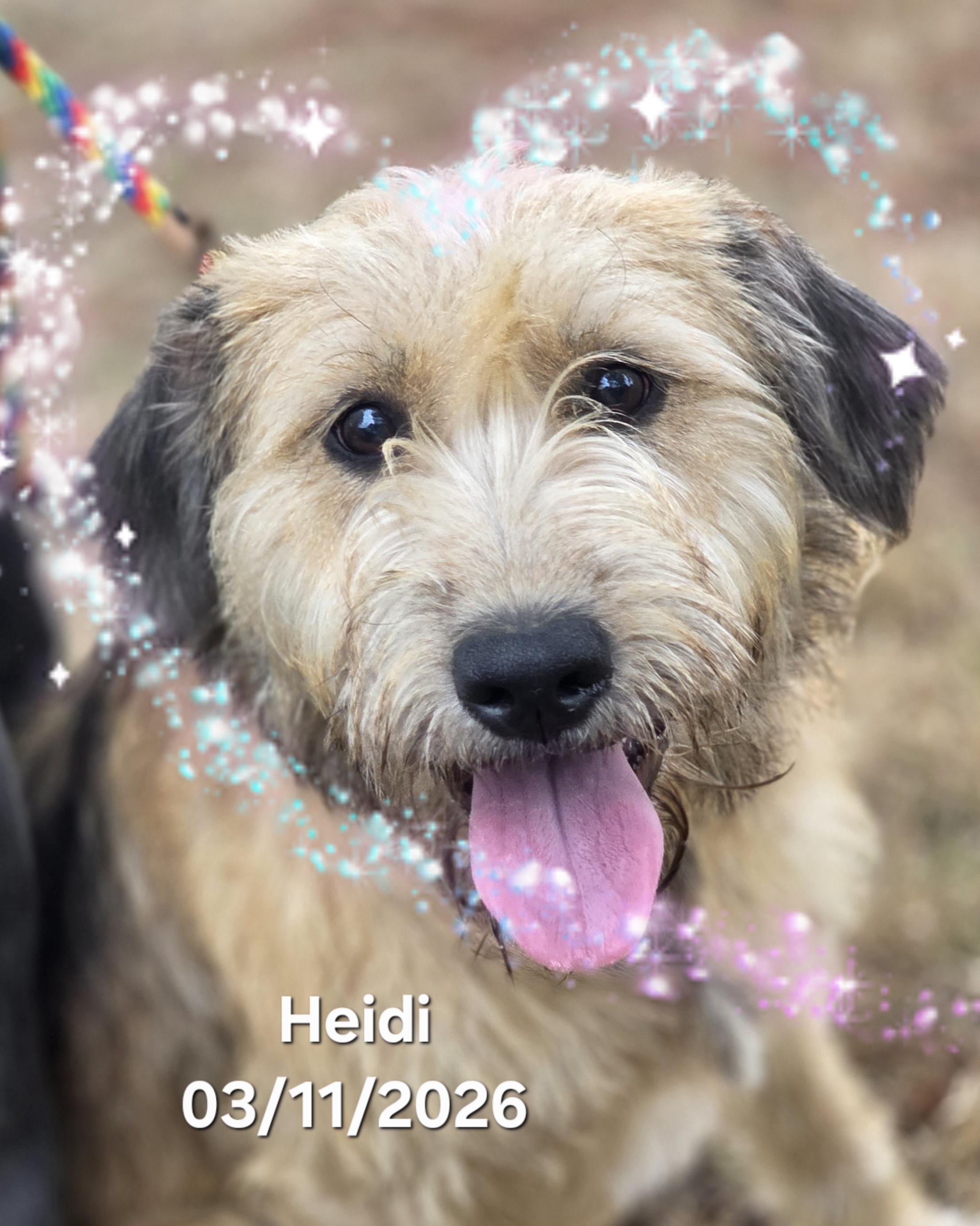 Heidi, adopted, Young Female Irish Terrier & Border Terrier.