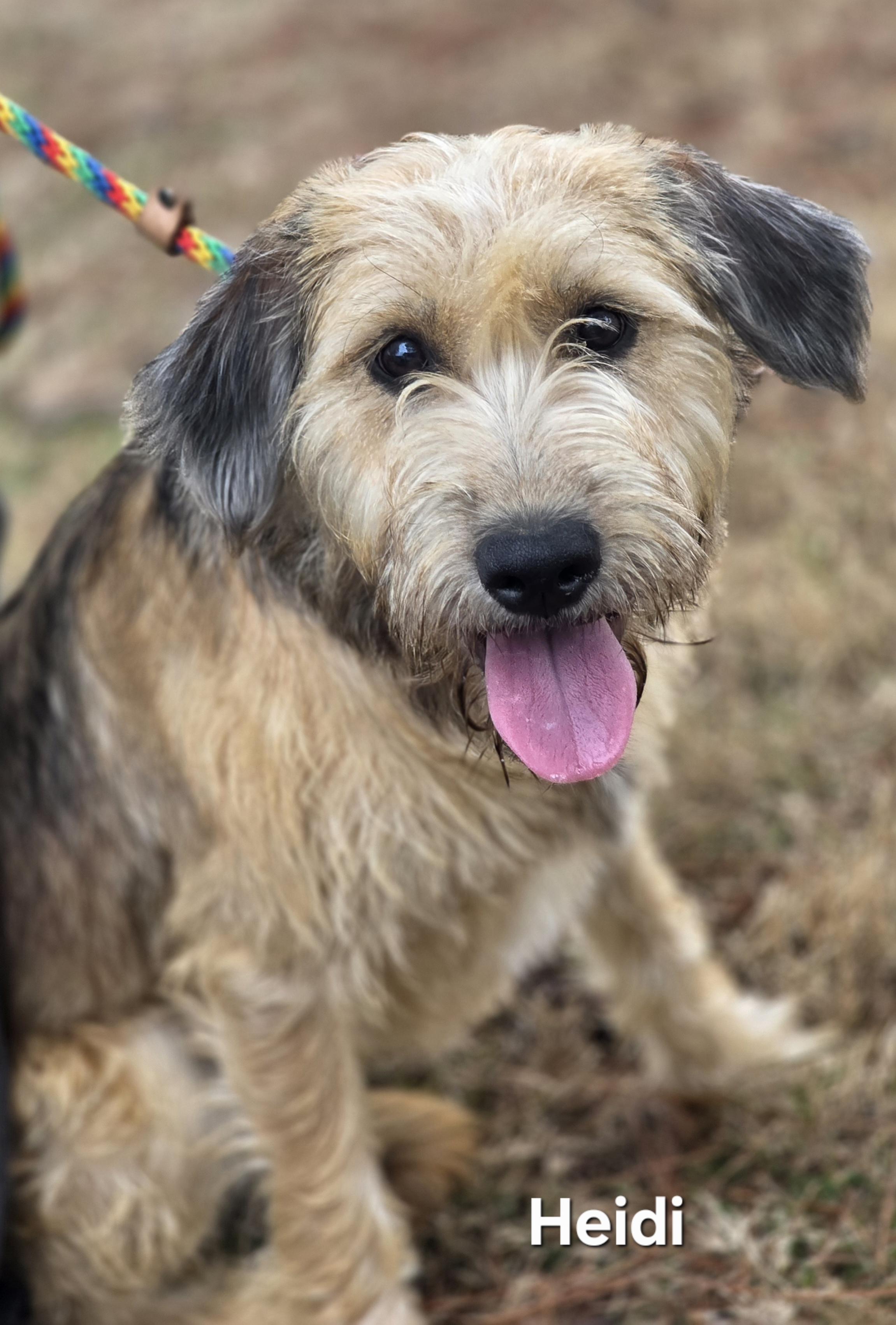 Heidi, an adopted mixed breed in Warren, RI image 6/6