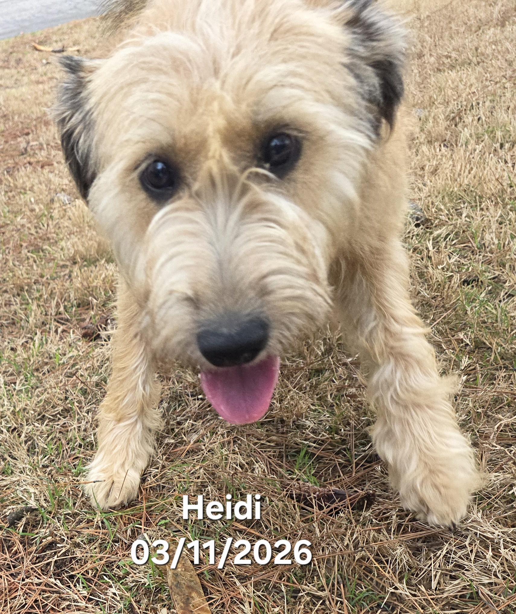 Heidi, an adopted mixed breed in Warren, RI image 2/6