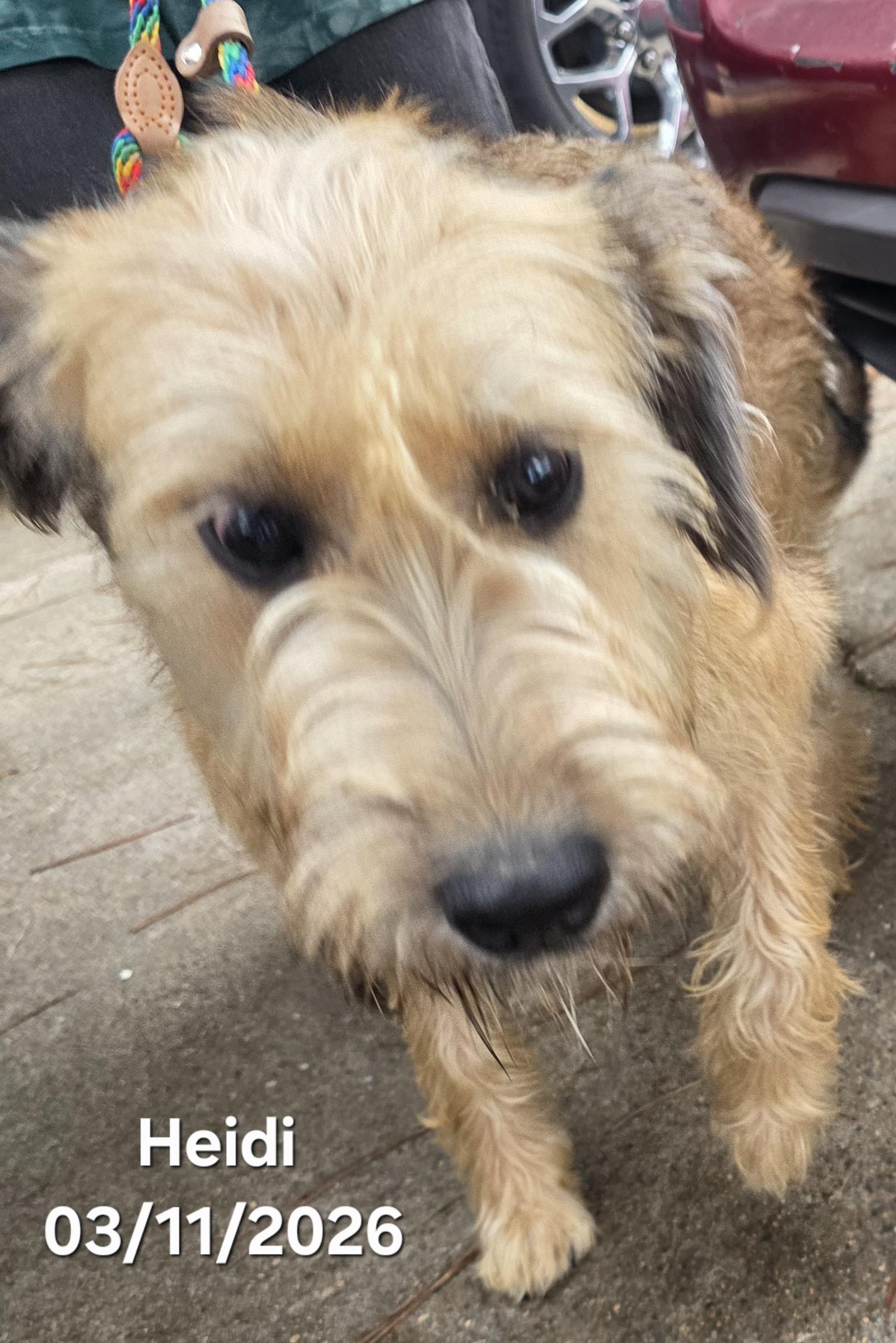 Heidi, an adopted mixed breed in Warren, RI image 5/6