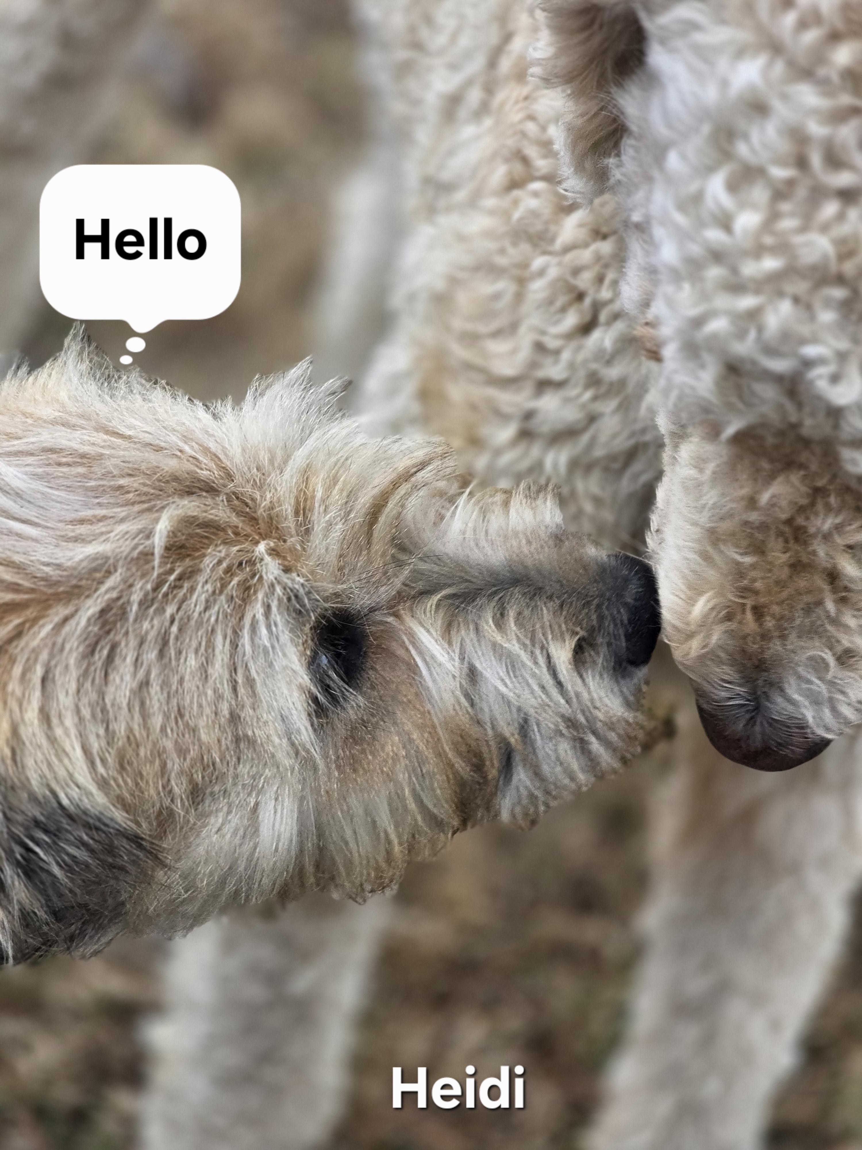 Heidi, an adopted mixed breed in Warren, RI image 3/6