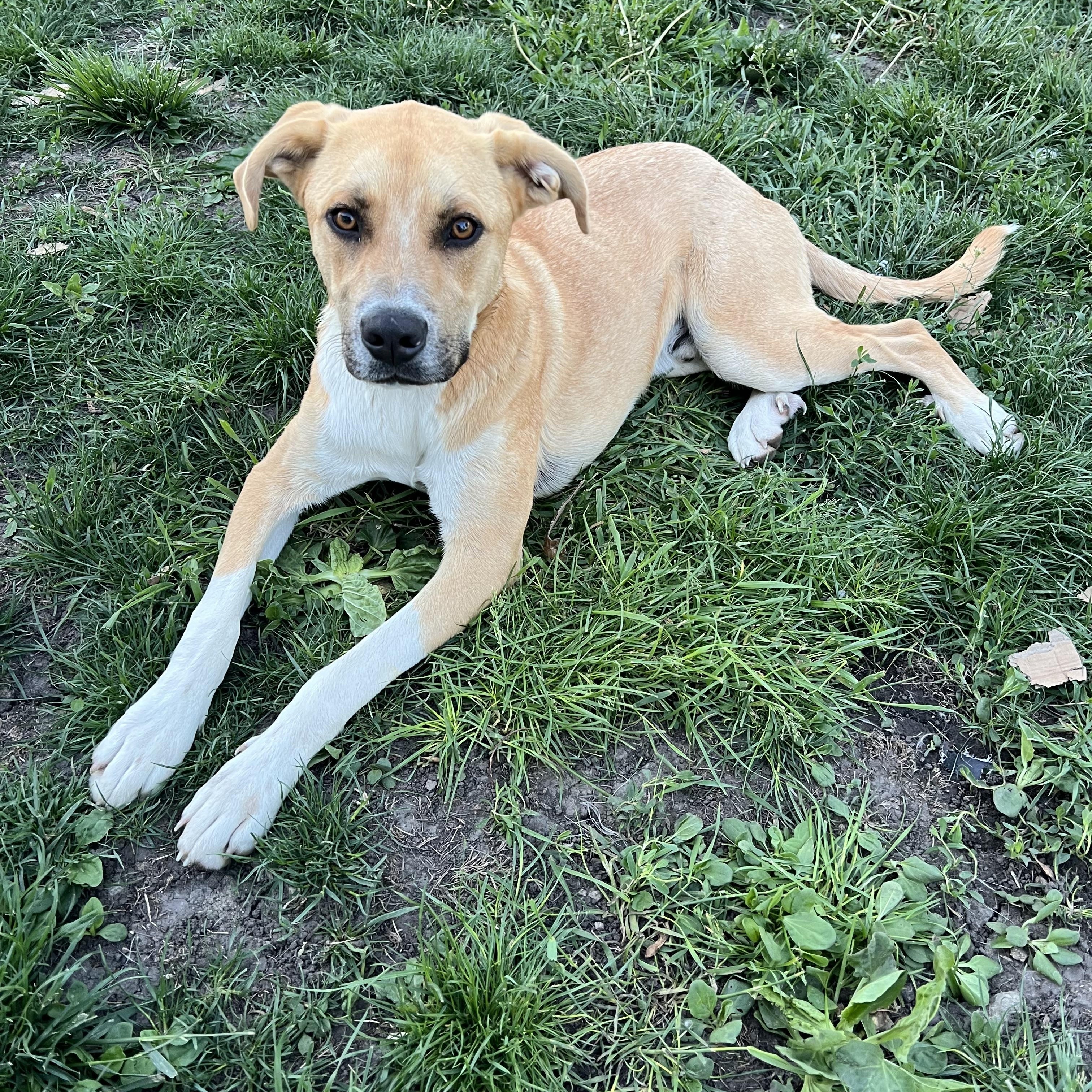 Ankor, Young Male Labrador Retriever