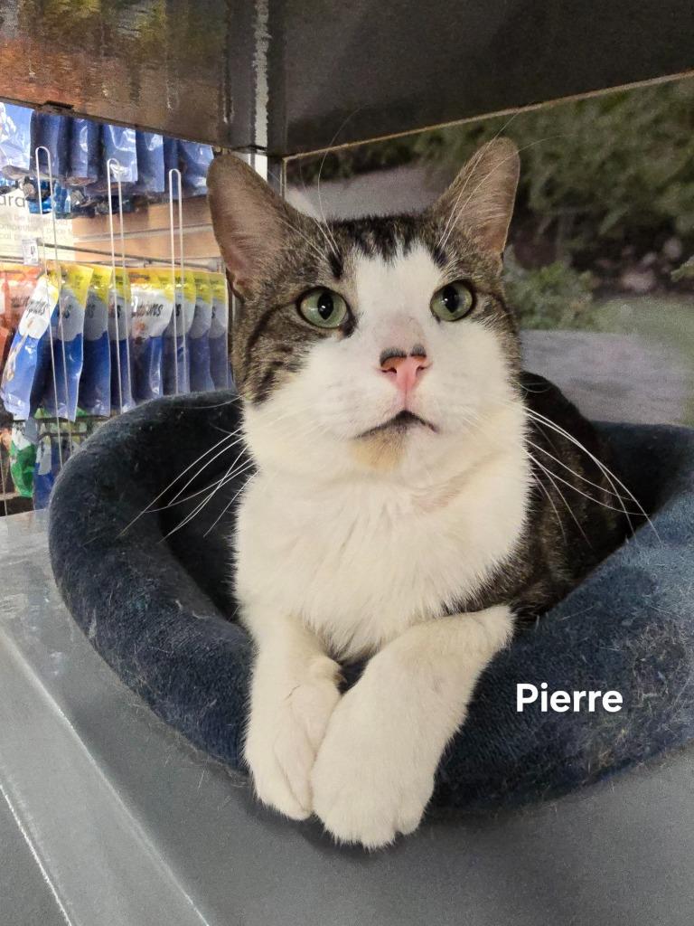 Pierre, ADOPTABLE, Adult Male Domestic Short Hair.
