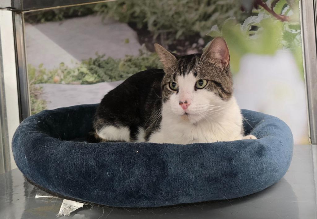 Pierre, a ADOPTABLE Domestic Short Hair in New York, NY image 2/2