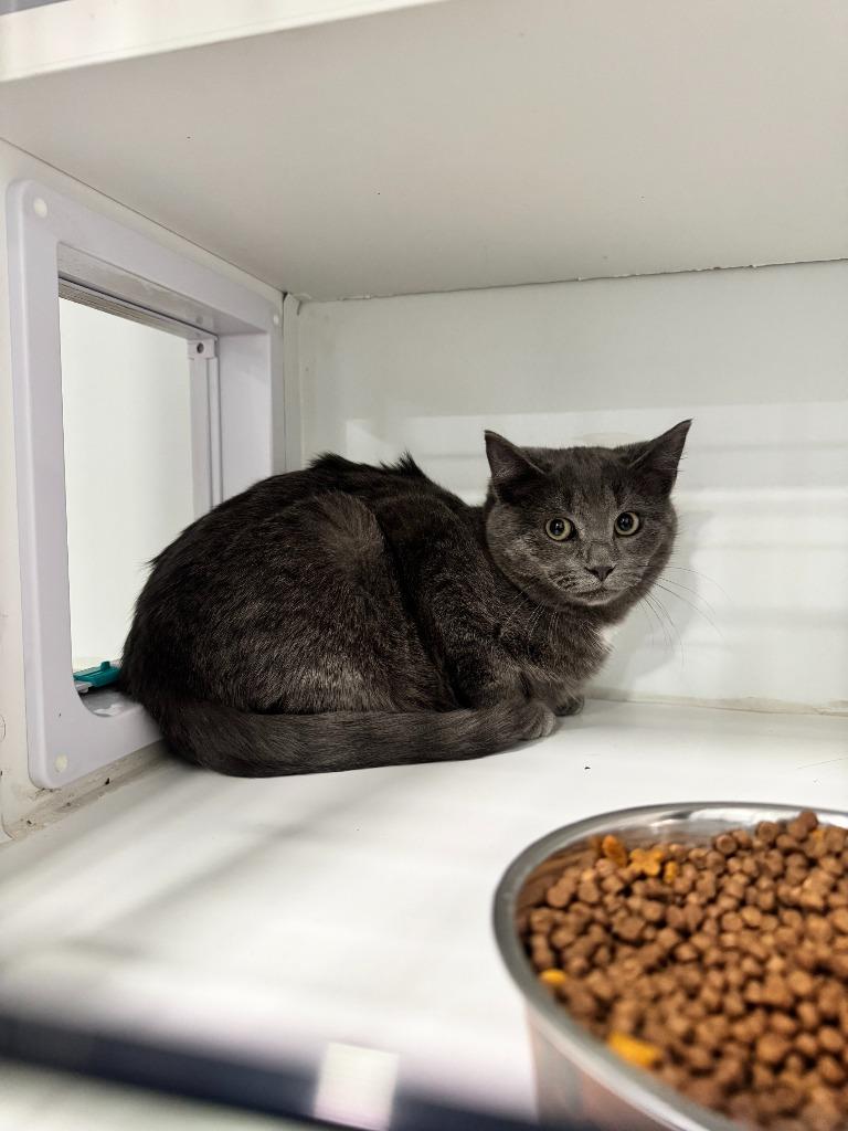 Marcus, Adoptable, Kitten Male Domestic Short Hair.