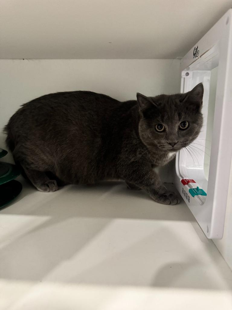 Enlarge Marcus, a Adoptable mixed breed in Lunenburg, VT image 2/2