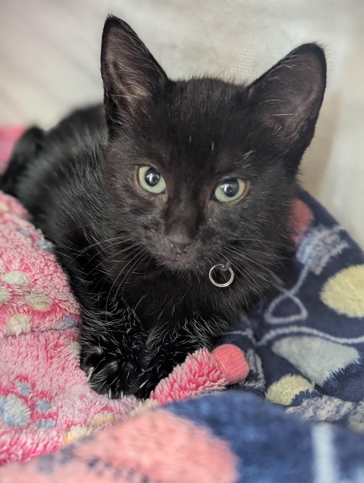 Enlarge Bell, a ADOPTABLE Domestic Short Hair in Morristown, NJ image 1/2