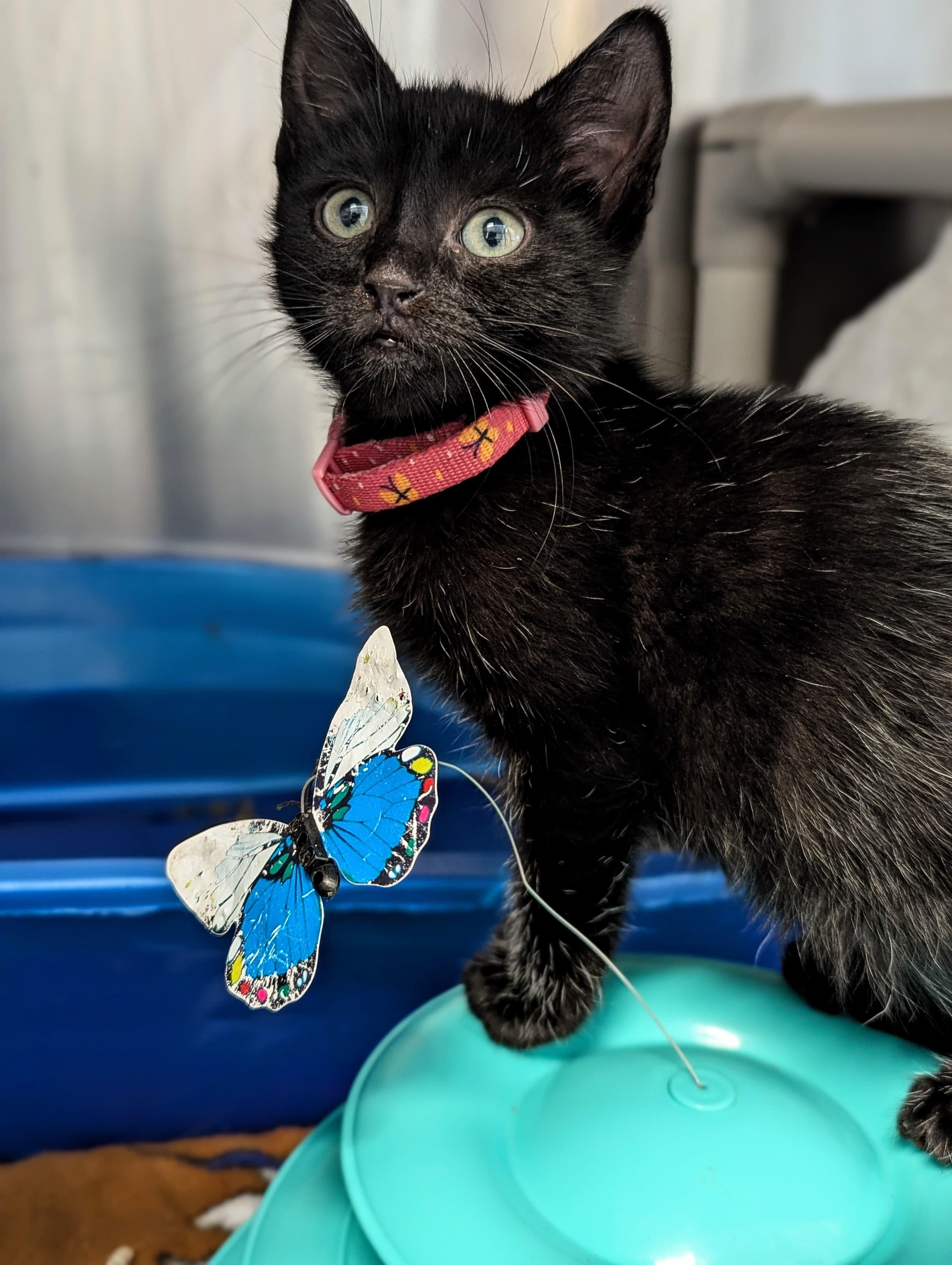 Enlarge Bell, a ADOPTABLE Domestic Short Hair in Morristown, NJ image 2/2