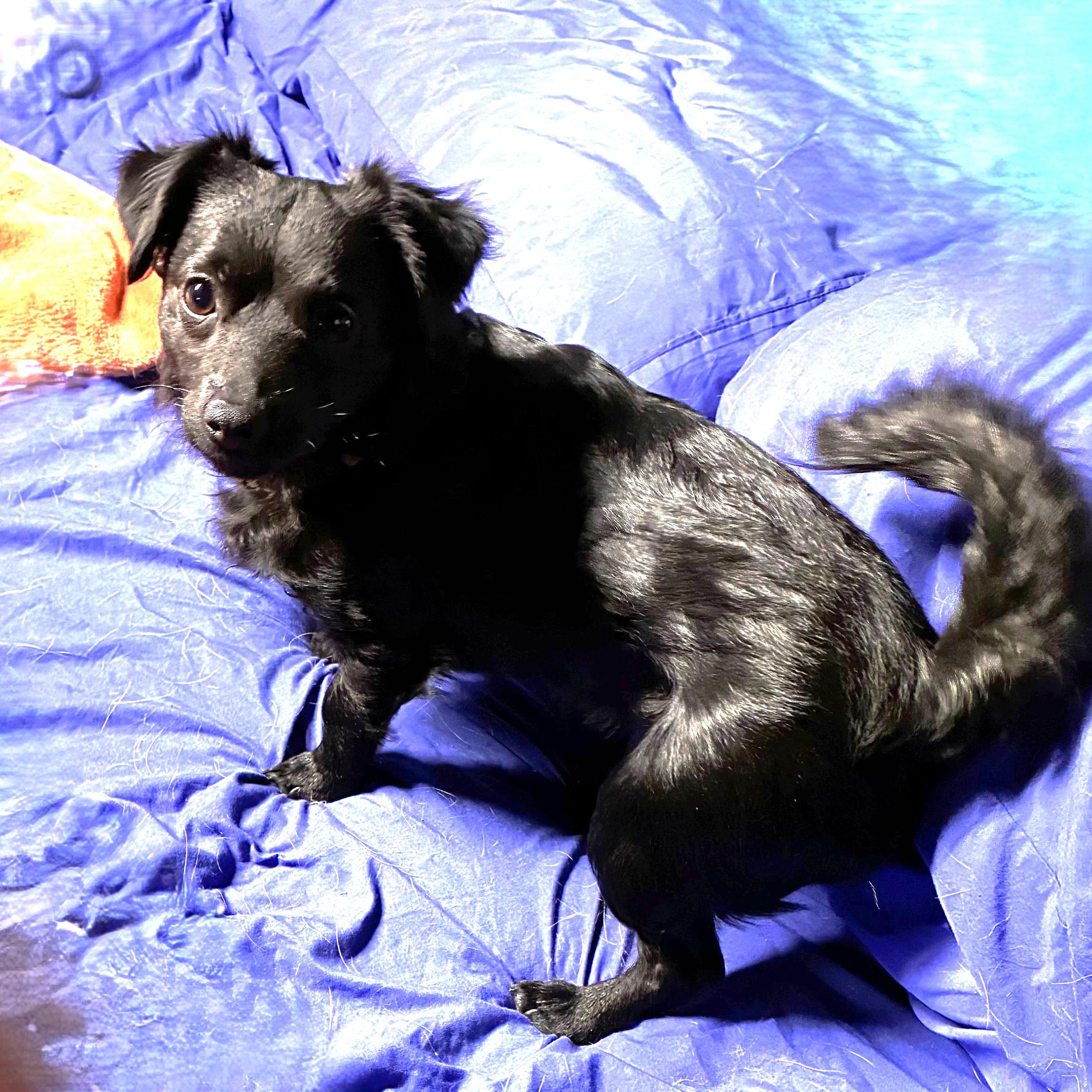 NACHO CHEESE, Adoptable, Young Male Chihuahua & Maltese.