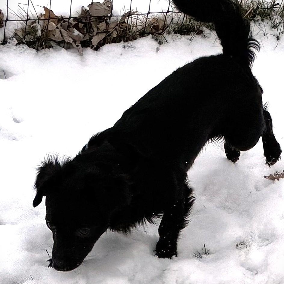 Enlarge NACHO CHEESE, an adopted mixed breed in Burton, MI image 3/3