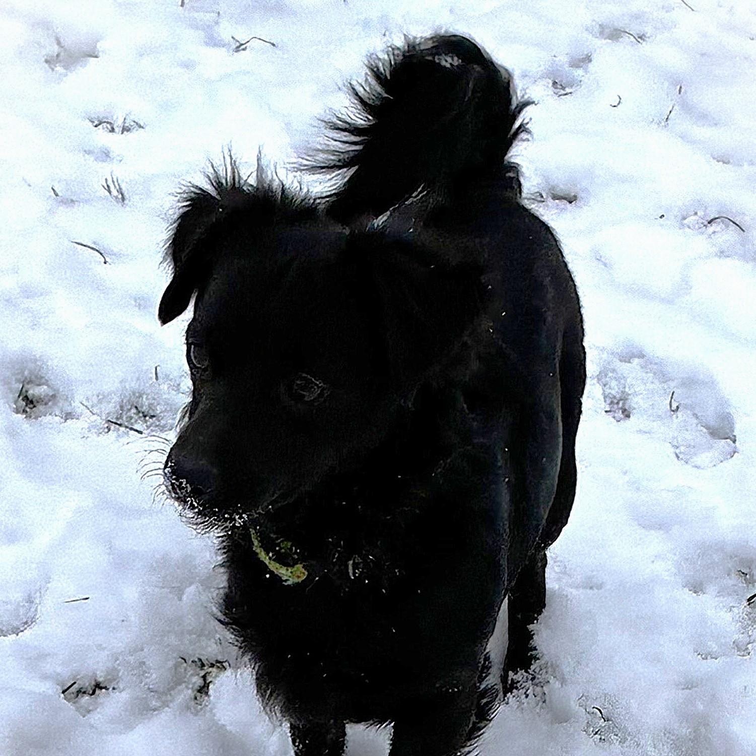 Enlarge NACHO CHEESE, an adopted mixed breed in Burton, MI image 2/3