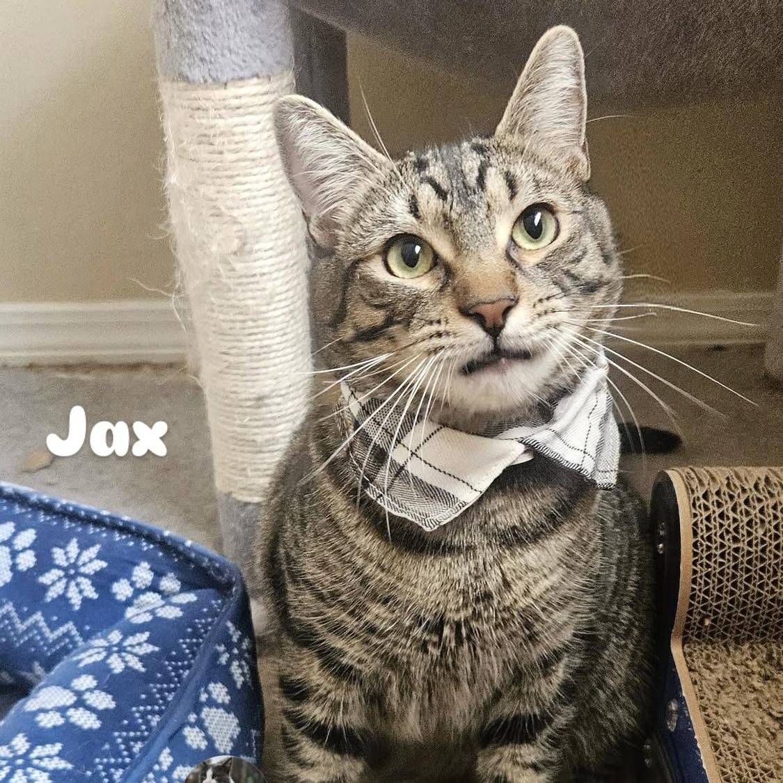 Enlarge Jax, a Adoptable mixed breed in Santa Ana, CA image 5/5