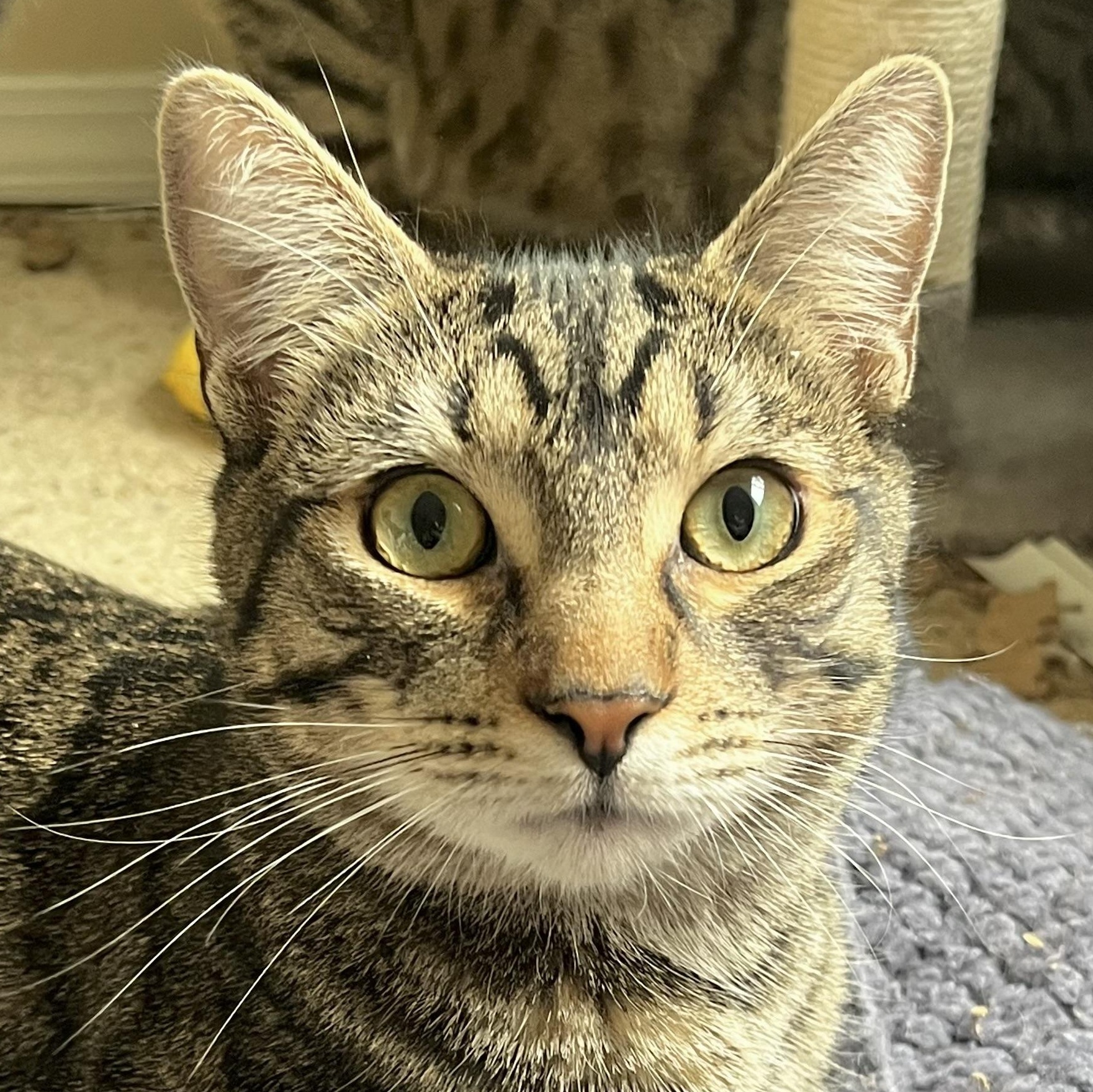 Enlarge Jax, a Adoptable mixed breed in Santa Ana, CA image 1/4