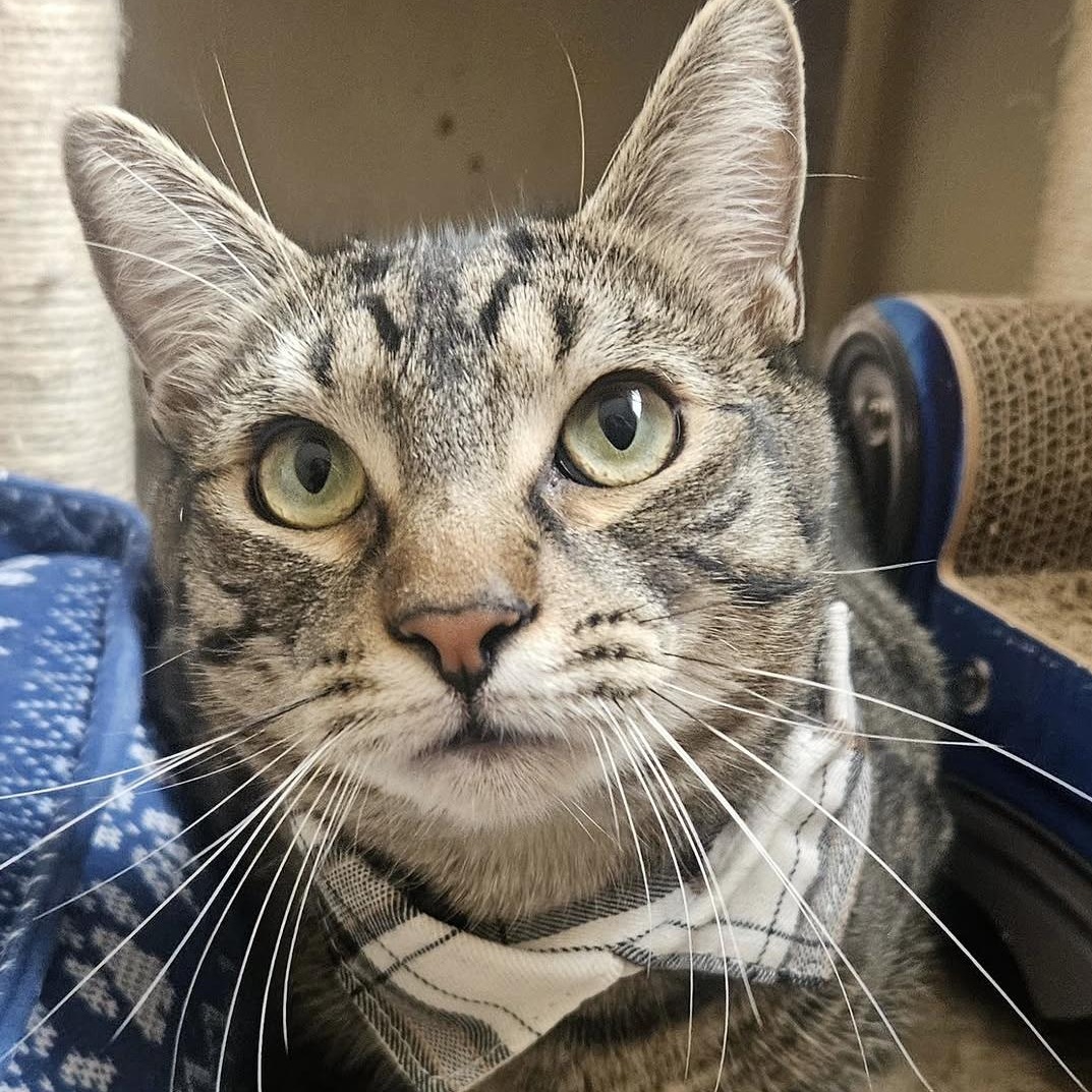 Jax, Adoptable, Young Male Domestic Short Hair & Bengal.