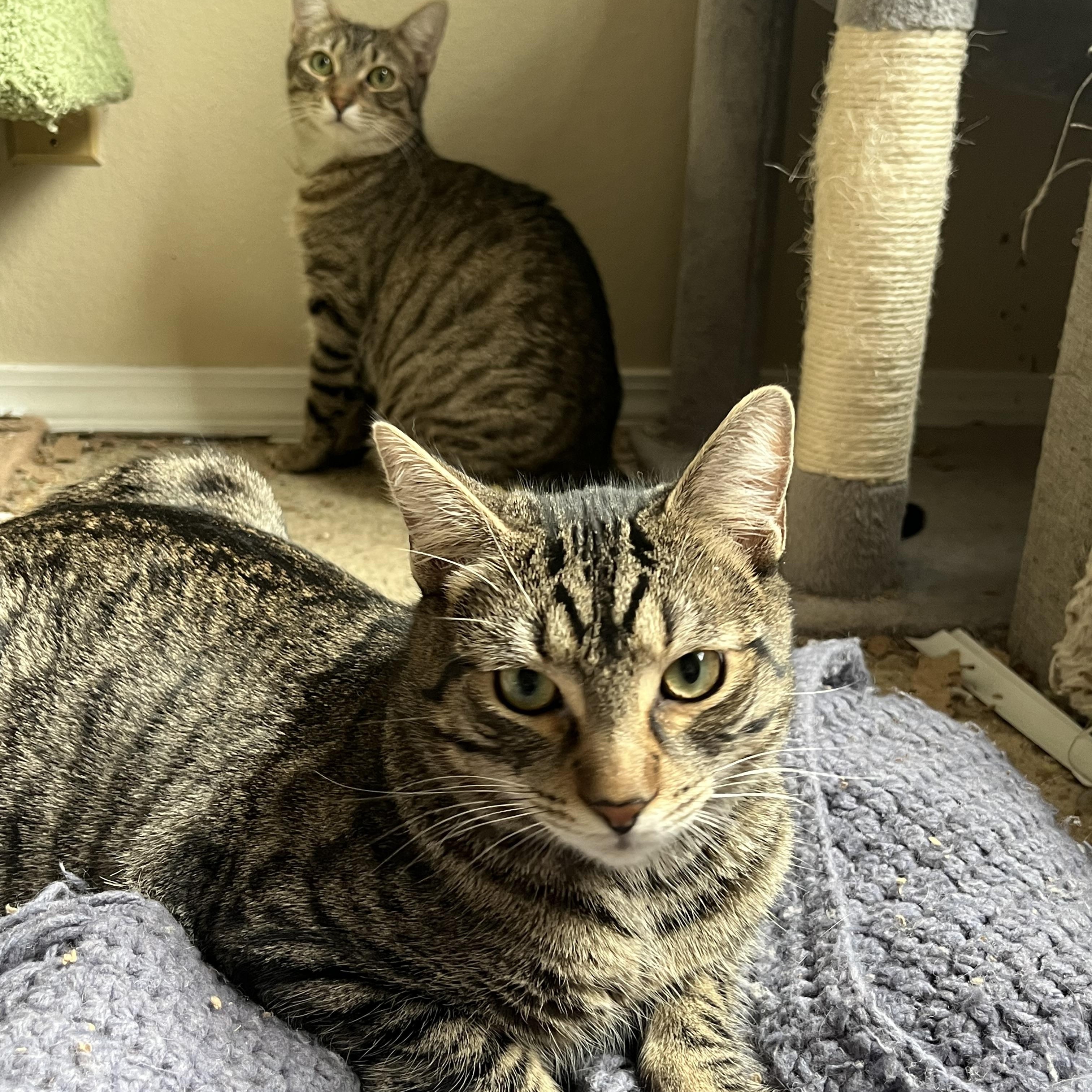 Enlarge Jax, a Adoptable mixed breed in Santa Ana, CA image 3/4