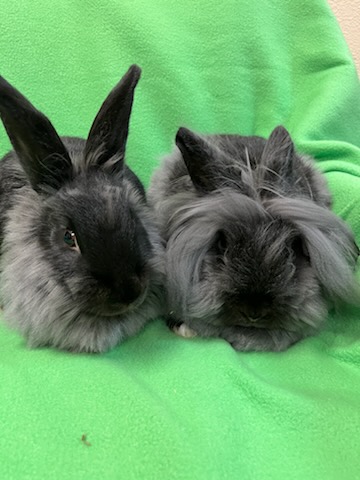 Enlarge Pinata & Mariposa, an adoptable Lionhead in Haltom City, TX image 3/4
