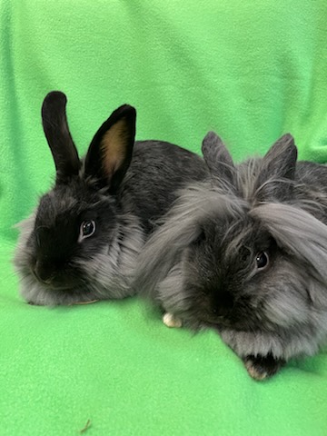 Enlarge Pinata & Mariposa, an adoptable Lionhead in Haltom City, TX image 4/4