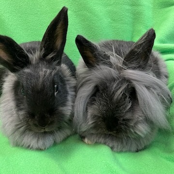 Pinata & Mariposa, adoptable, Adult Male Lionhead.