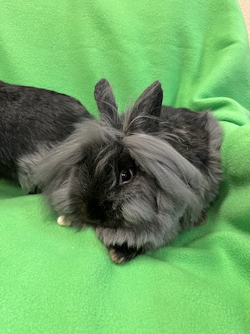 Enlarge Pinata & Mariposa, an adoptable Lionhead in Haltom City, TX image 2/4