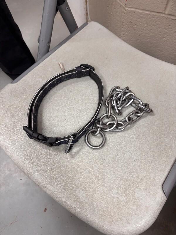 Enlarge Unknown, a Adoptable Pit Bull Terrier in Burgaw, NC image 2/2