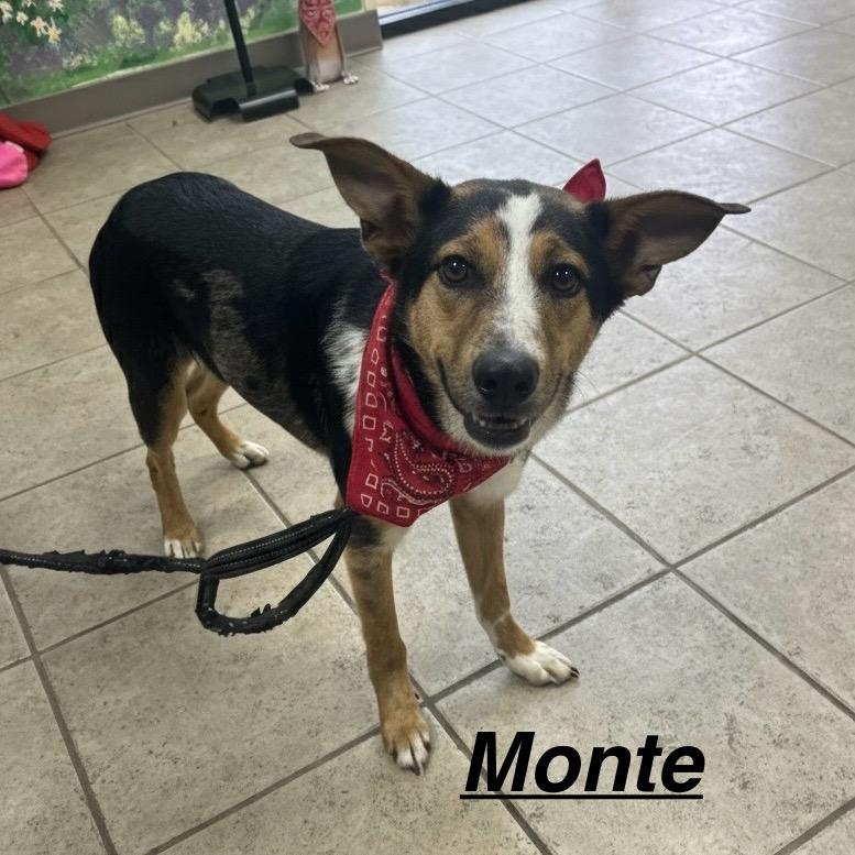 Monty, Adoptable, Young Male Australian Cattle Dog / Blue Heeler.