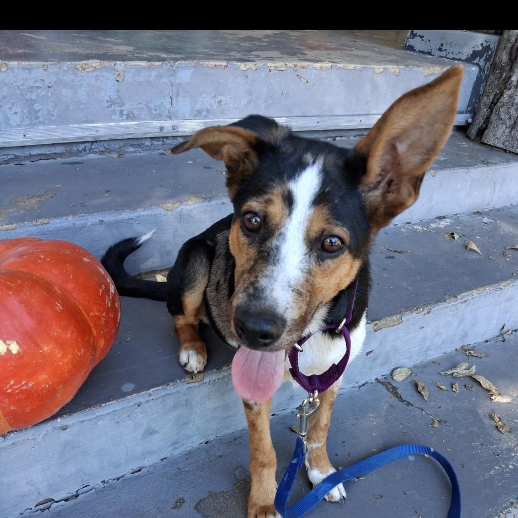 Enlarge Monty, a Adoptable Australian Cattle Dog / Blue Heeler in Palestine, TX image 1/1