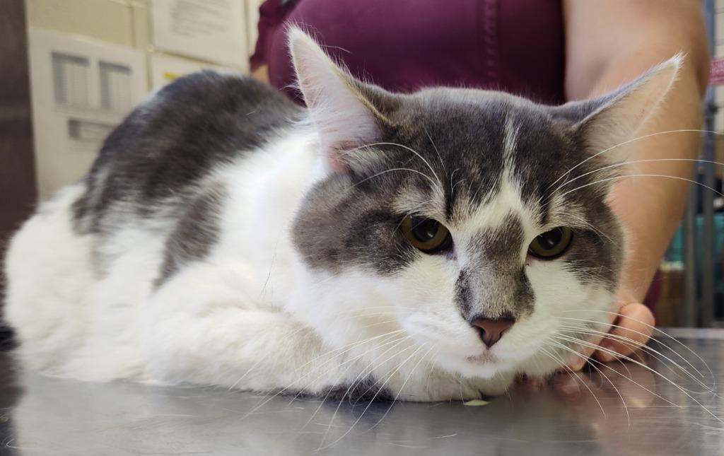 Hamilton, Adoptable, Young Male Domestic Short Hair.