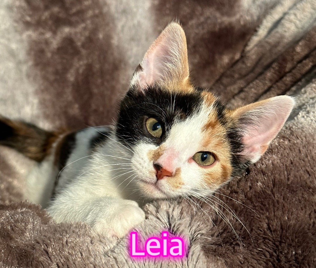 Leia, Adopted, Kitten Female Calico & Domestic Short Hair.