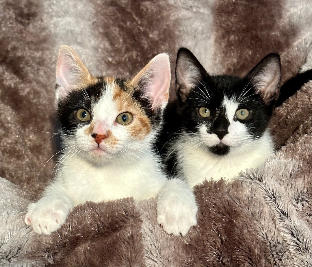 Leia, a Adopted mixed breed in Howey in the hills, FL image 2/4