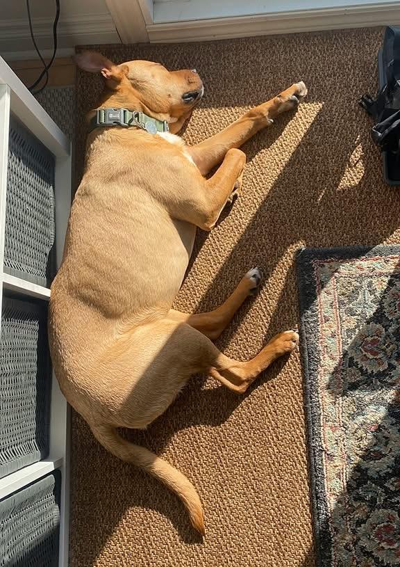 Enlarge Bruno (aka Doug), a ADOPTABLE mixed breed in Stanstead, QC image 5/6