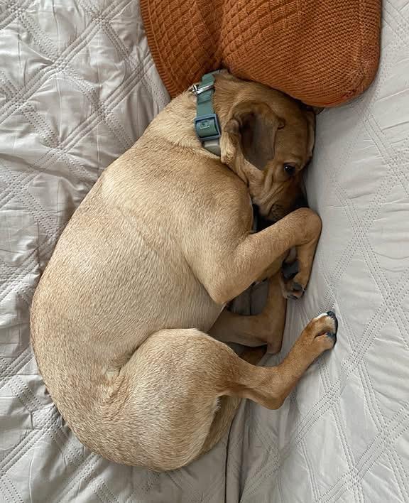 Enlarge Bruno (aka Doug), a ADOPTABLE mixed breed in Stanstead, QC image 4/6